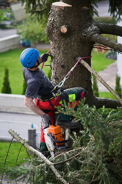 Best Tree Mulching  in Liberty, KY